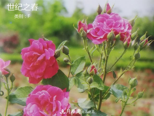 月季花有兩萬多個品種，它的類別原來是這樣劃分的(圖4)