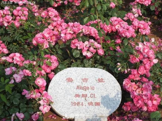 月季花有兩萬多個品種，它的類別原來是這樣劃分的(圖5)