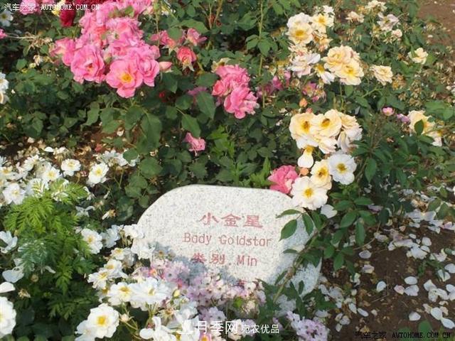 月季花有兩萬多個品種，它的類別原來是這樣劃分的(圖6)