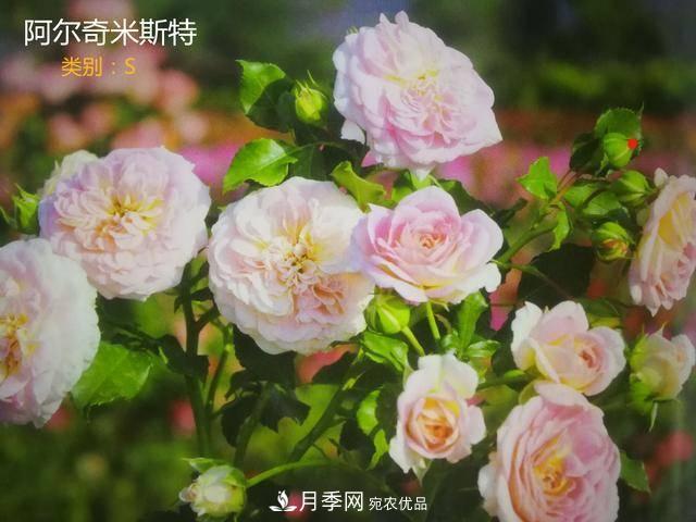 月季花有兩萬多個品種，它的類別原來是這樣劃分的(圖7)
