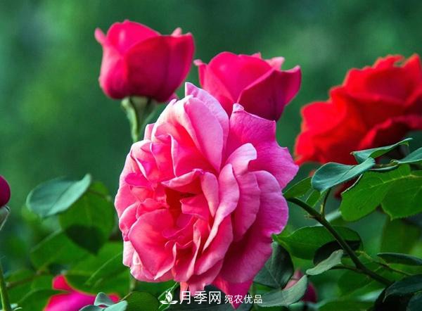 花友作業(yè)，一分鐘看懂月季(圖2)