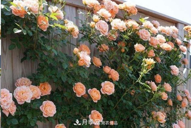 廣東種月季，首選這15個品種，一年花開10個月！(圖1)