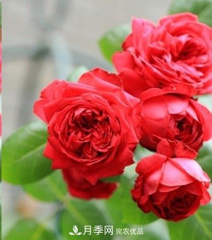 廣東種月季，首選這15個品種，一年花開10個月！(圖3)