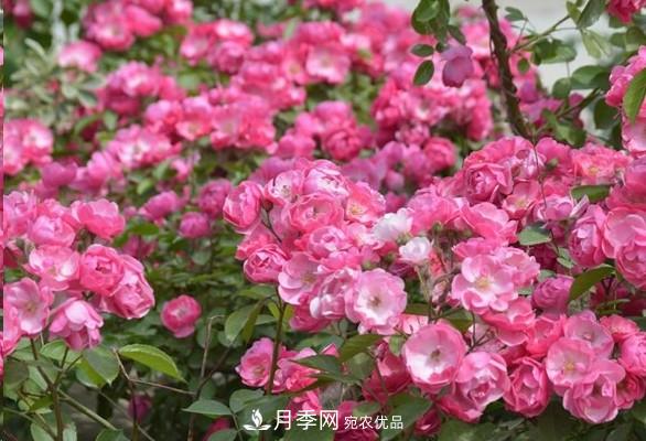 廣東種月季，首選這15個品種，一年花開10個月！(圖4)
