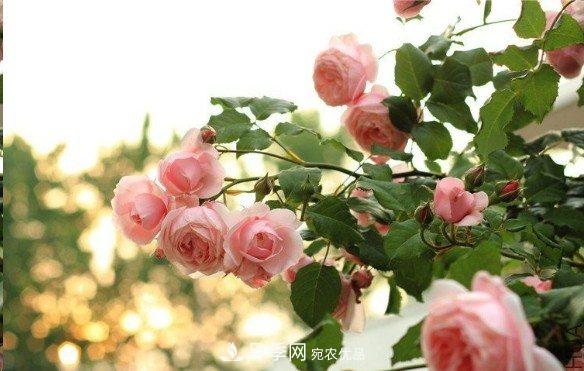 廣東種月季，首選這15個品種，一年花開10個月！(圖8)