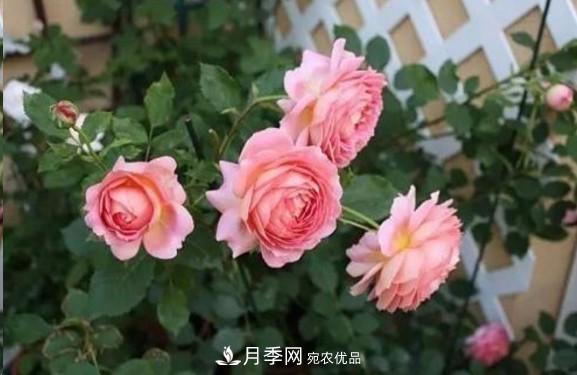 廣東種月季，首選這15個品種，一年花開10個月！(圖9)