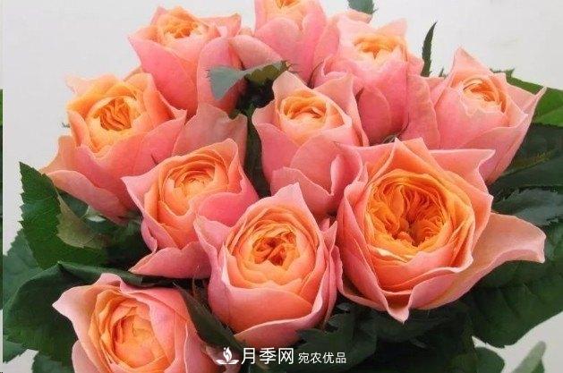 廣東種月季，首選這15個品種，一年花開10個月！(圖13)