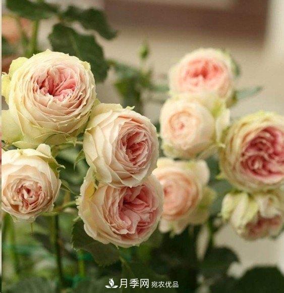 廣東種月季，首選這15個品種，一年花開10個月！(圖14)