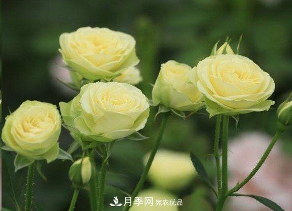 廣東種月季，首選這15個品種，一年花開10個月！(圖17)