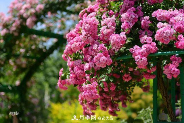 走進(jìn)世界***大月季園，近7000個(gè)品種，30000棵月季……(圖1)