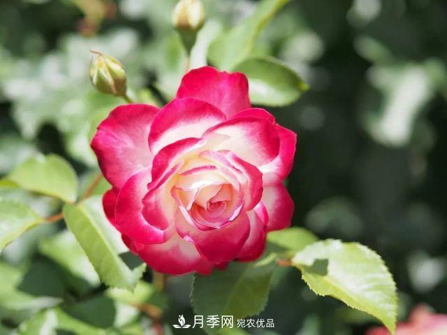 走進(jìn)世界***大月季園，近7000個(gè)品種，30000棵月季……(圖9)