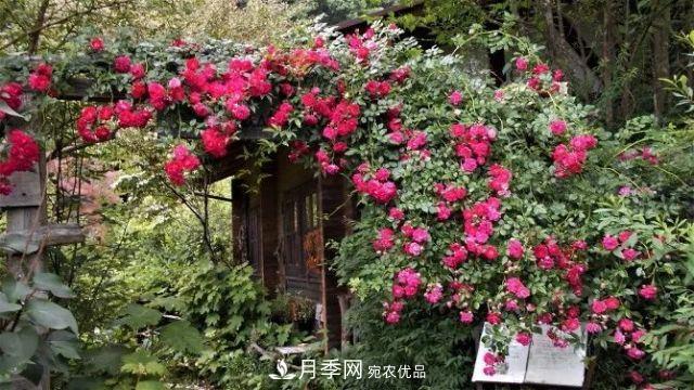 走進(jìn)世界***大月季園，近7000個(gè)品種，30000棵月季……(圖8)