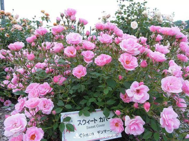 走進(jìn)世界***大月季園，近7000個(gè)品種，30000棵月季……(圖12)