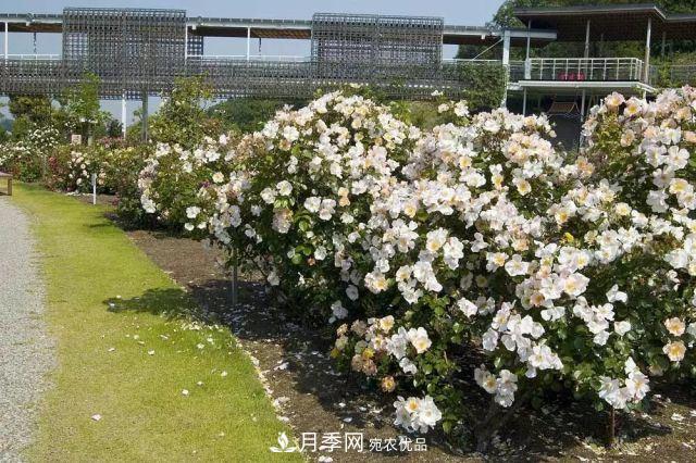 走進(jìn)世界***大月季園，近7000個(gè)品種，30000棵月季……(圖11)