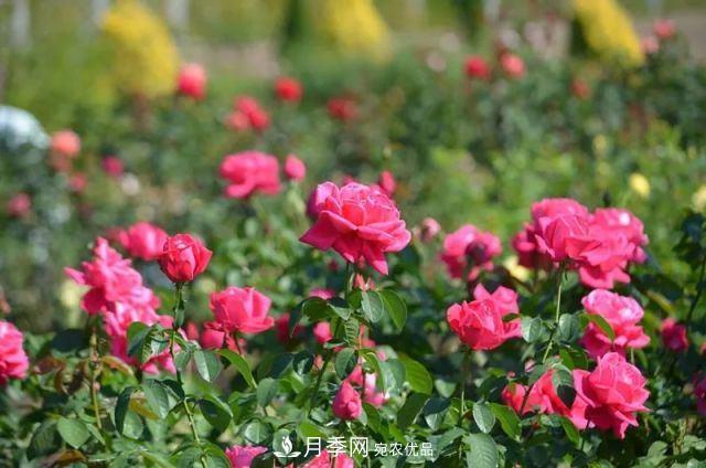 走進(jìn)世界***大月季園，近7000個(gè)品種，30000棵月季……(圖2)