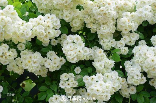 走進(jìn)世界***大月季園，近7000個(gè)品種，30000棵月季……(圖4)