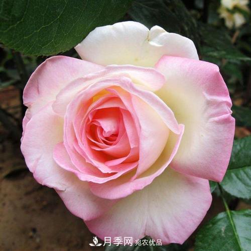 月季的養(yǎng)護(hù)的關(guān)鍵季節(jié)，夏季養(yǎng)護(hù)得當(dāng)開花不斷！(圖1)