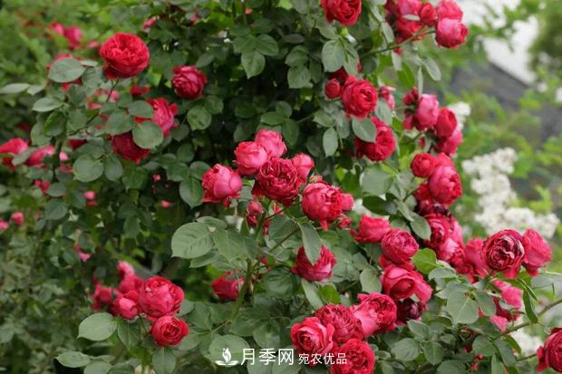此款月季，夏天不怕曬，人人見了都夸美，猜猜是什么(圖1)