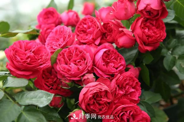 此款月季，夏天不怕曬，人人見了都夸美，猜猜是什么(圖2)