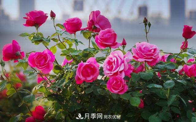 南陽市臥龍區(qū)月季產(chǎn)業(yè)帶動脫貧致富(圖1)