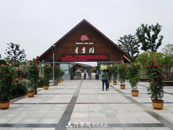 中國十大月季園盤點！賞月季不能錯過(圖3)