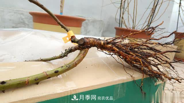怎樣能讓自己的月季扦插苗養(yǎng)活且壯？(圖2)