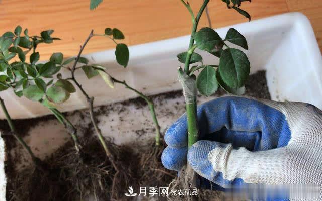 怎樣能讓自己的月季扦插苗養(yǎng)活且壯？(圖3)