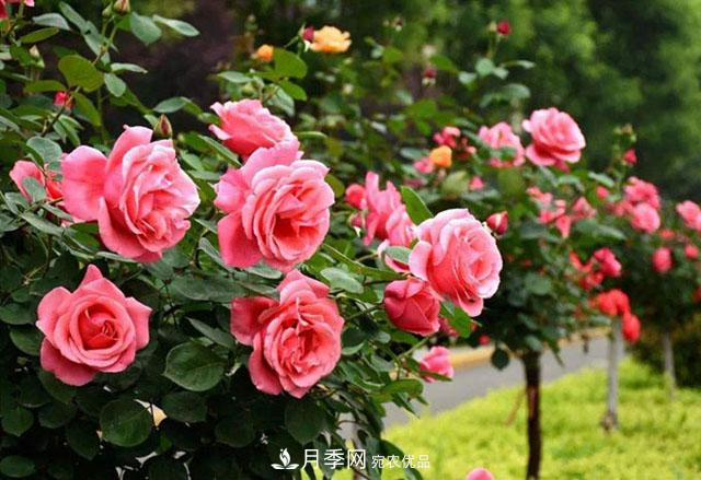 南陽(yáng)樹(shù)狀月季，大花月季，基地直銷(xiāo)，貨源充足，推薦南陽(yáng)月季(圖2)
