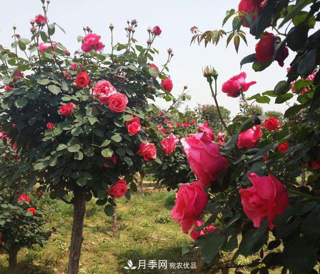 南陽(yáng)樹(shù)狀月季，大花月季，基地直銷(xiāo)，貨源充足，推薦南陽(yáng)月季(圖3)