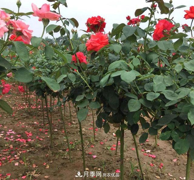 南陽(yáng)樹(shù)狀月季，大花月季，基地直銷(xiāo)，貨源充足，推薦南陽(yáng)月季(圖4)