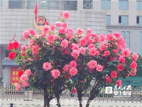 樹狀月季很養(yǎng)眼，云南昆明上萬株高稈月季熱情綻放(圖3)