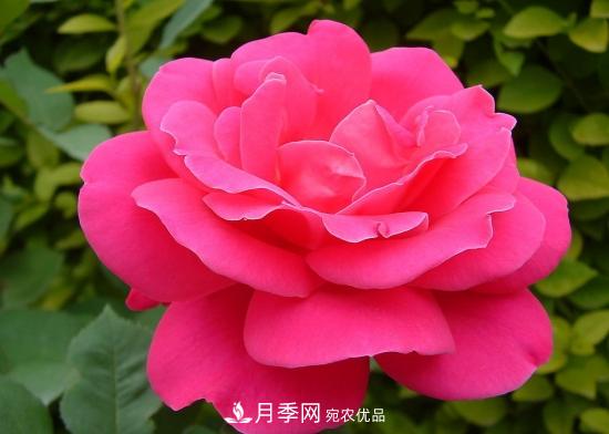 月季開花天數(shù)為何長(zhǎng)短不一？月季花期分析(圖1)