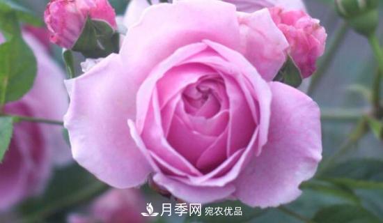 歐月月季有哪些必買的品種？(圖1)