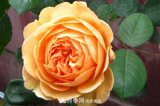 歐月月季有哪些必買的品種？(圖2)