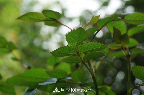 月季長綠色蚜蟲怎么辦？(圖1)