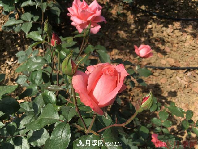 月季移栽需要馬上澆水嗎？(圖1)