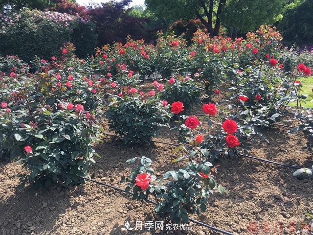 月季移栽需要馬上澆水嗎？(圖2)