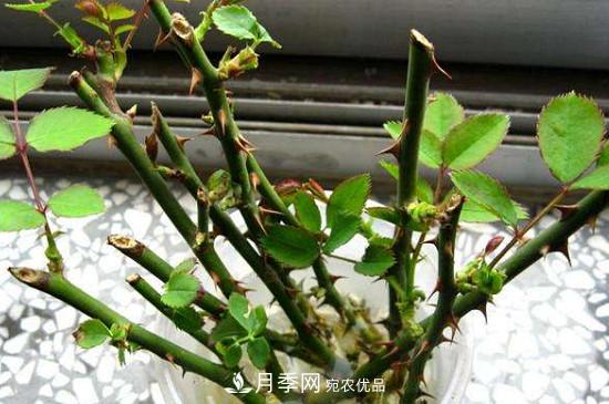 灌木月季養(yǎng)護(hù)需要修剪嗎？(圖1)