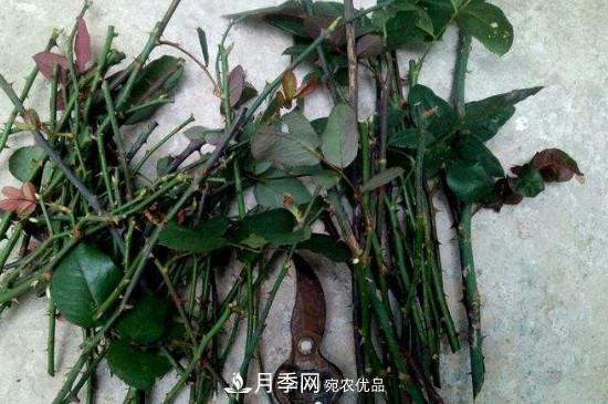 灌木月季養(yǎng)護(hù)需要修剪嗎？(圖2)