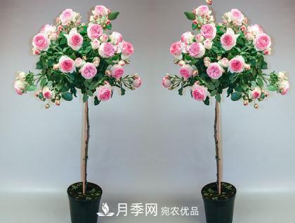 用野生薔薇嫁接灌木月季，能不能養(yǎng)成樹(shù)狀月季？(圖2)