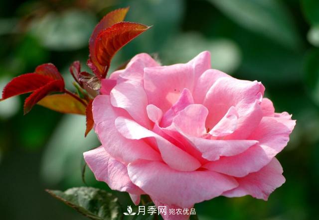 月季花怎樣扦插？現(xiàn)在的季節(jié)合適嗎？(圖1)