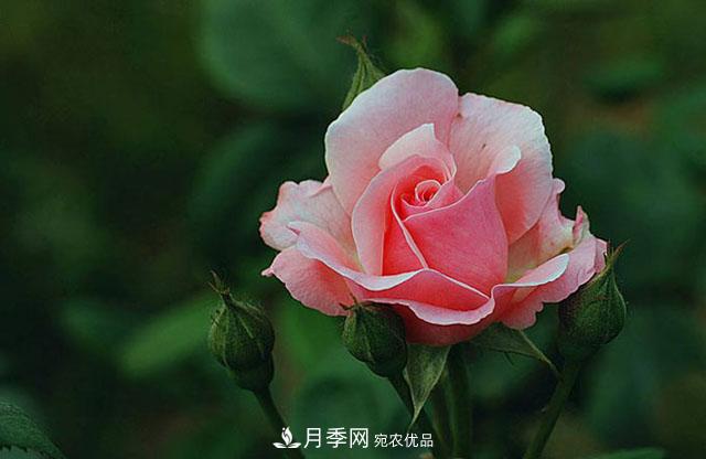 月季花怎樣扦插？現(xiàn)在的季節(jié)合適嗎？(圖2)