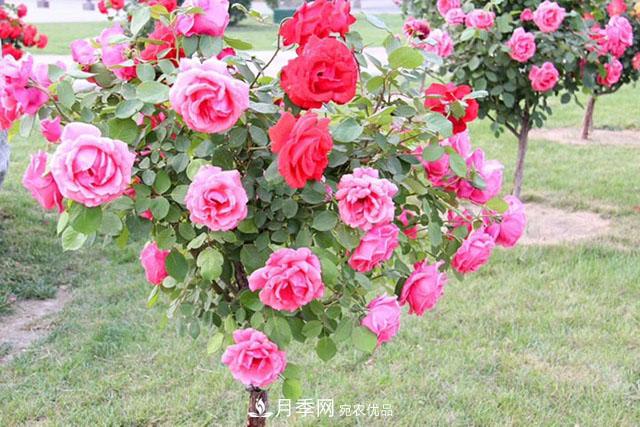 月季樹：高貴典雅、花色花型多樣，這個(gè)樹狀月季美麗極了(圖3)