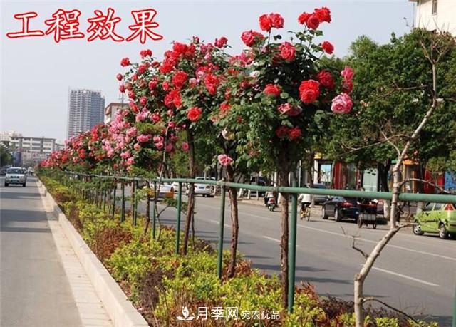 城市綠化就用月季樹，談月季樹在城市中的廣泛應(yīng)用(圖3)