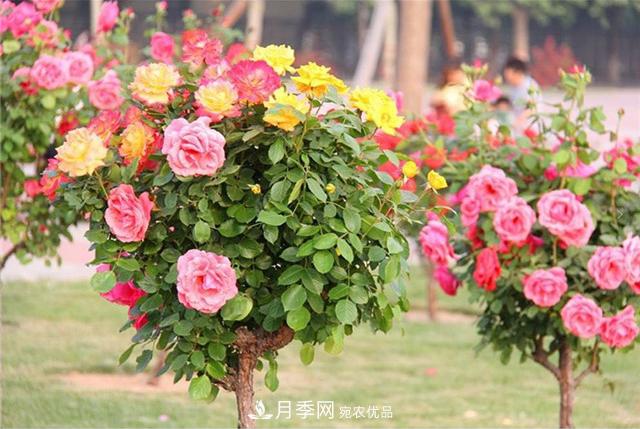 城市綠化就用月季樹，談月季樹在城市中的廣泛應(yīng)用(圖4)