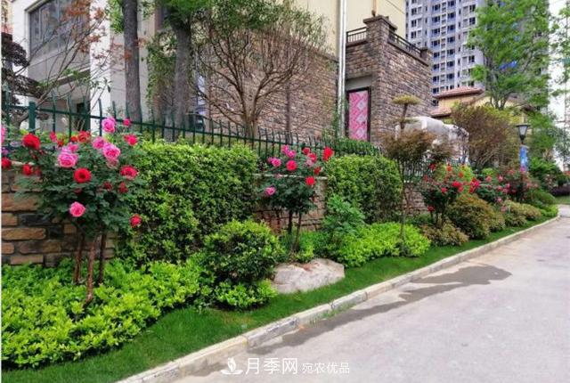 城市綠化就用月季樹，談月季樹在城市中的廣泛應(yīng)用(圖6)