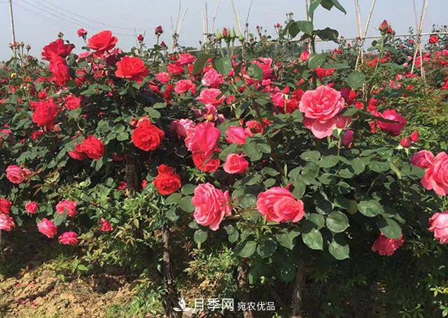城市綠化就用月季樹，談月季樹在城市中的廣泛應(yīng)用(圖5)