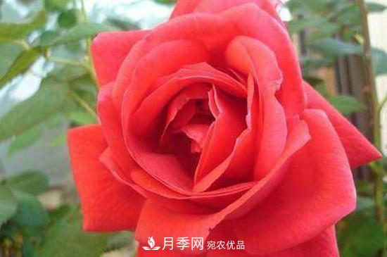 常見的月季的主要蟲害有哪些？(圖2)