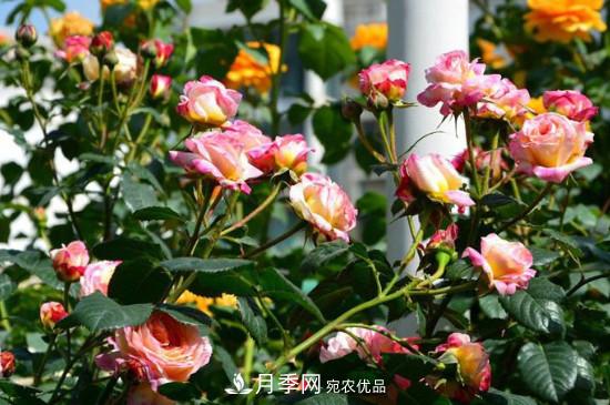夏天月季多久澆水？(圖1)