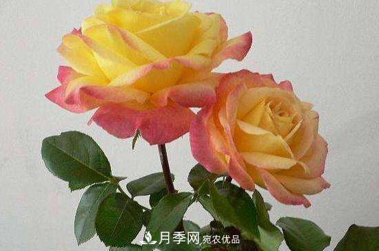 變色月季品種有哪幾個？(圖3)